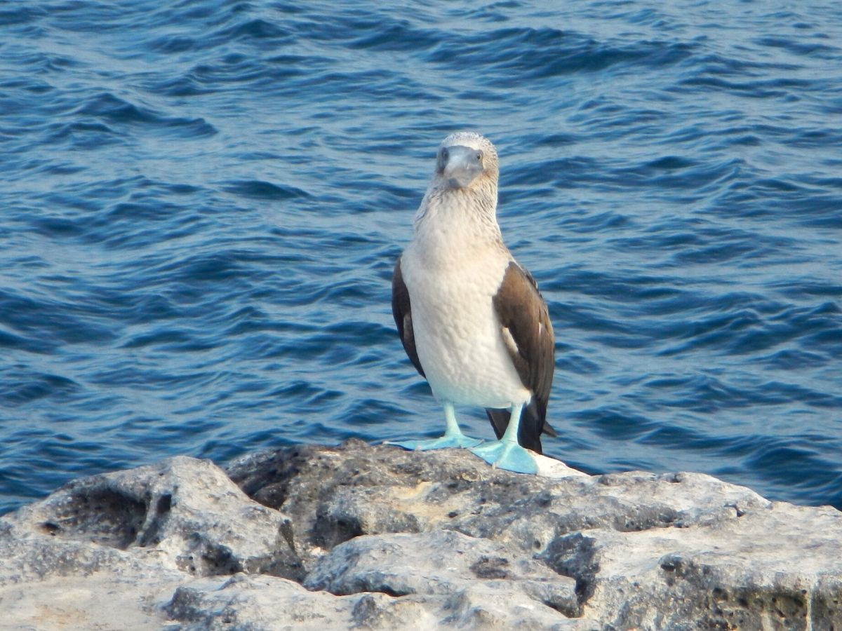 Blue footed booby from Galapagos Islands