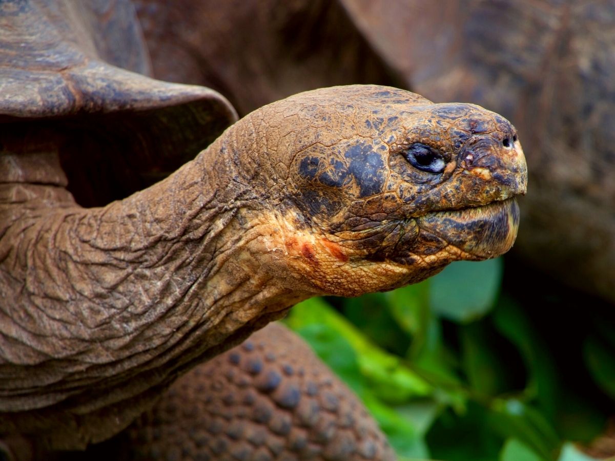 The Galapagos giant tortoise