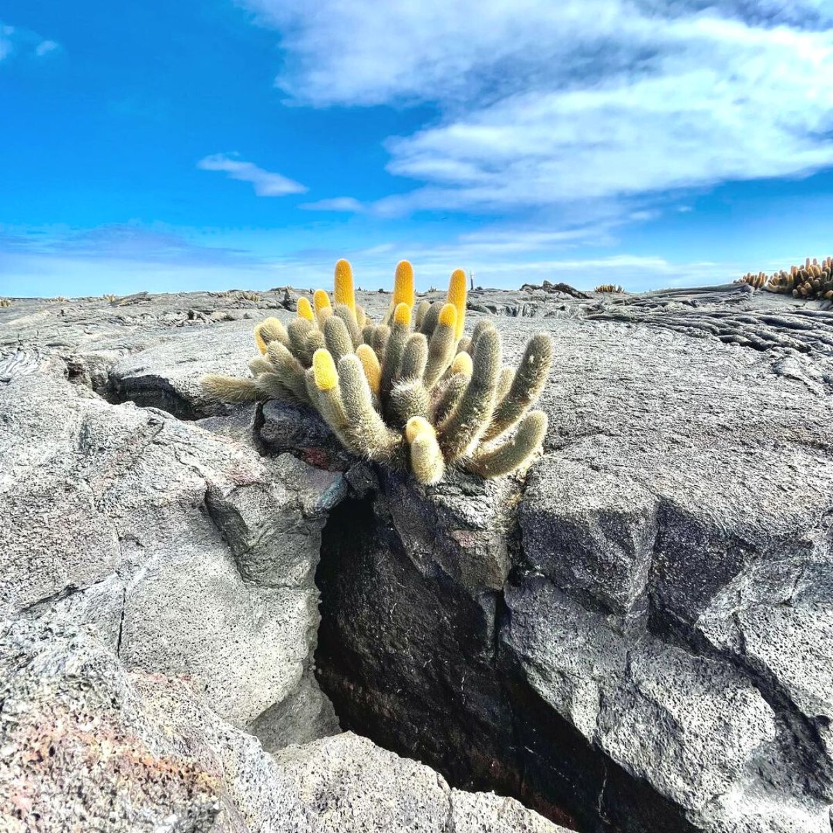 Amazing Galapagos lava cactus
