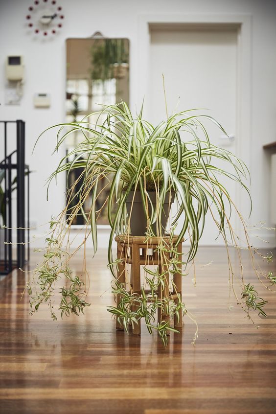 Pet-Friendly Houseplants Safe for Cats and Dogs - spider plant - on thursd