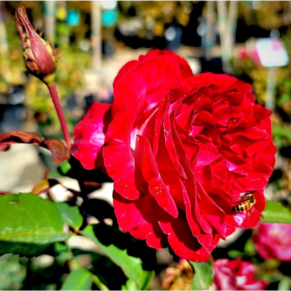 National Red Rose Day - Celebrate the Timeless Beauty of the Queen of Fl