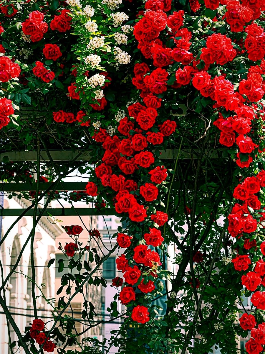 National Red Rose Day's climbing Red Roses