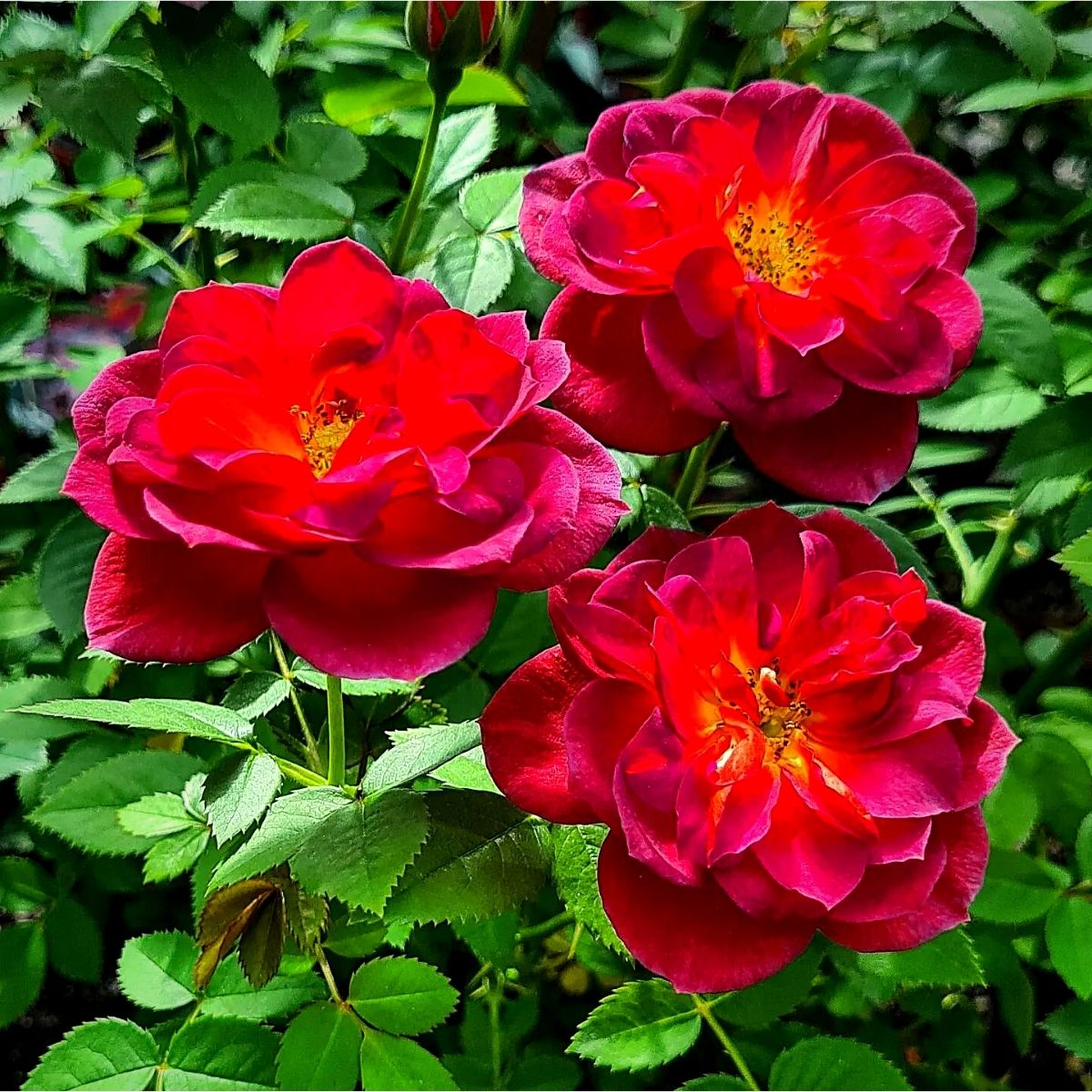 National red rose day miniature red rose