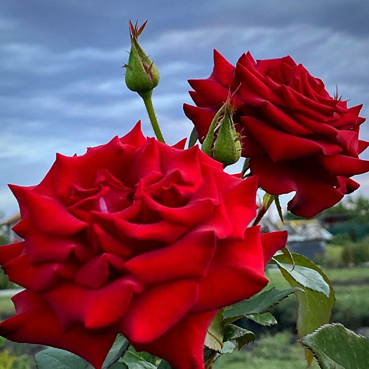 National Red Rose Day - Celebrate the Timeless Beauty of the Queen of Fl