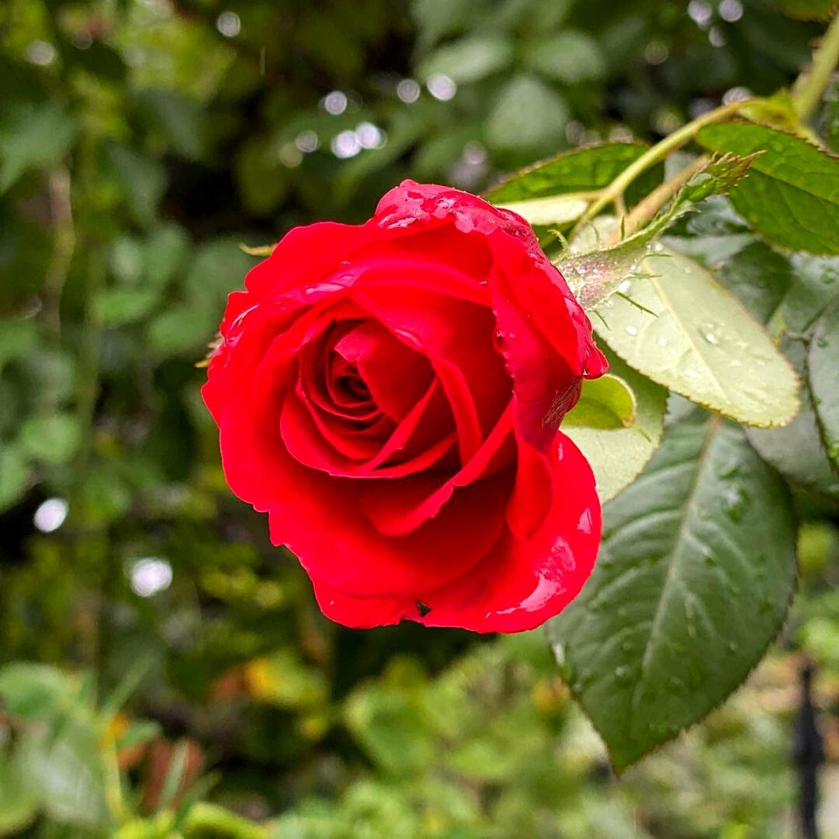 National Red Rose Day - Celebrate the Timeless Beauty of the Queen, (rose)  