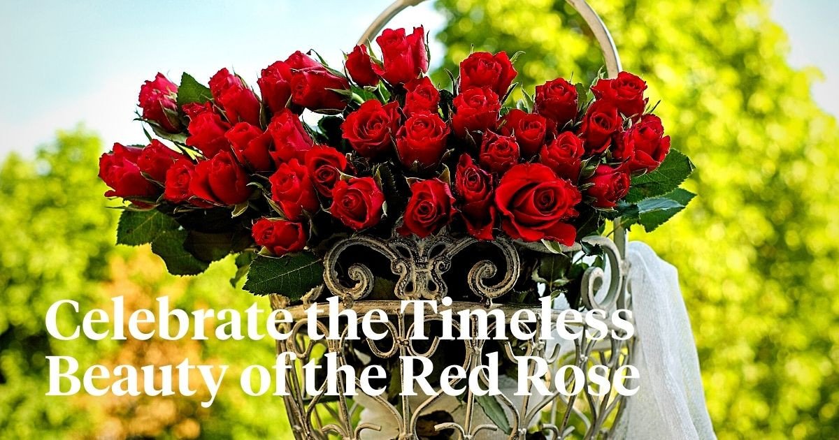 The Symbol of Love Honoring National Red Rose Day Article onThursd