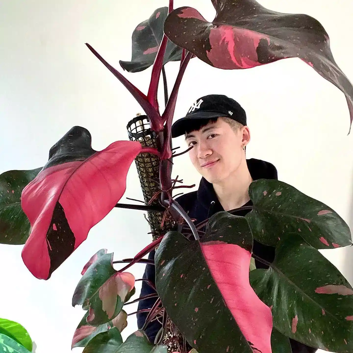 Guy holding philodendron Pink Princess