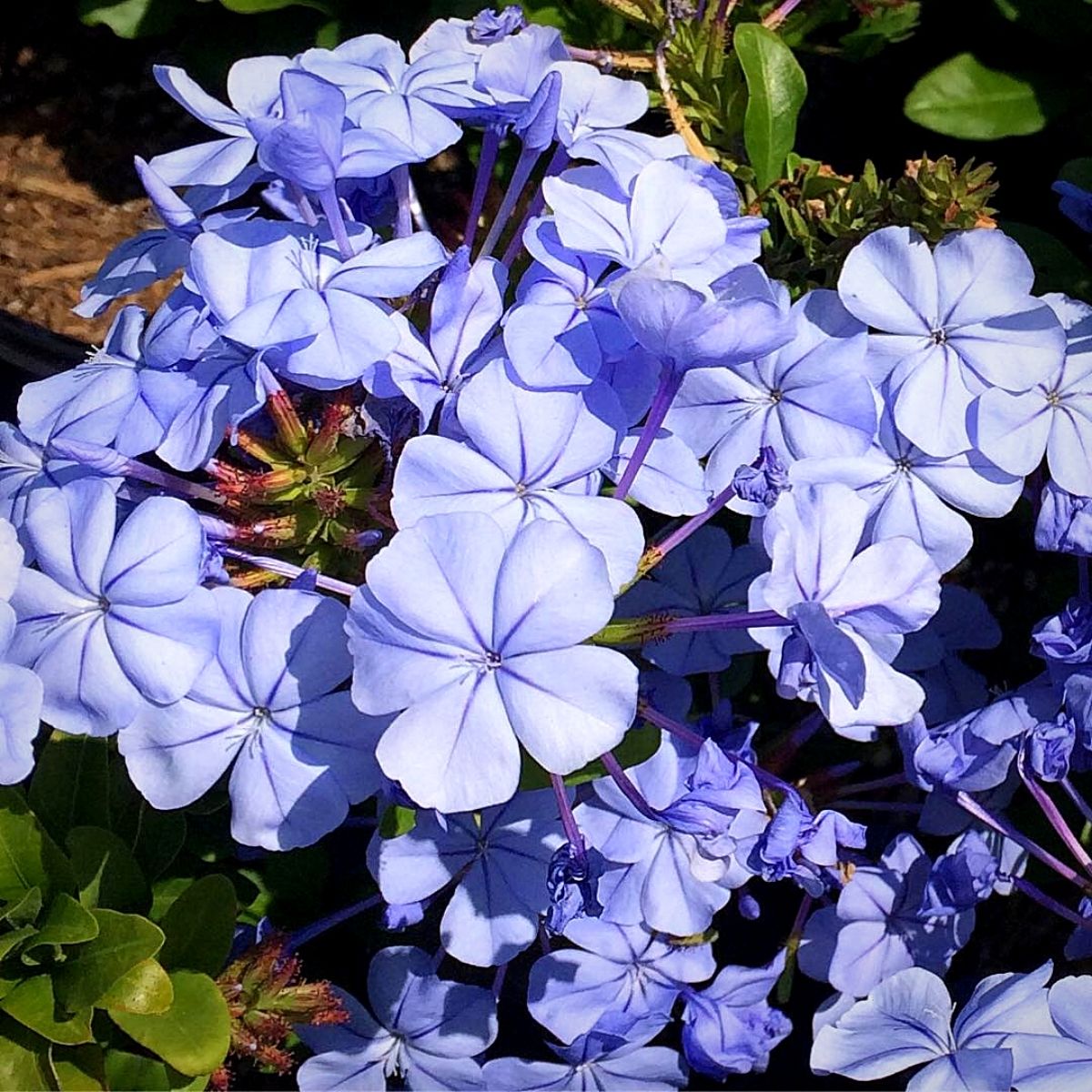 Beautiful pastel colored petals