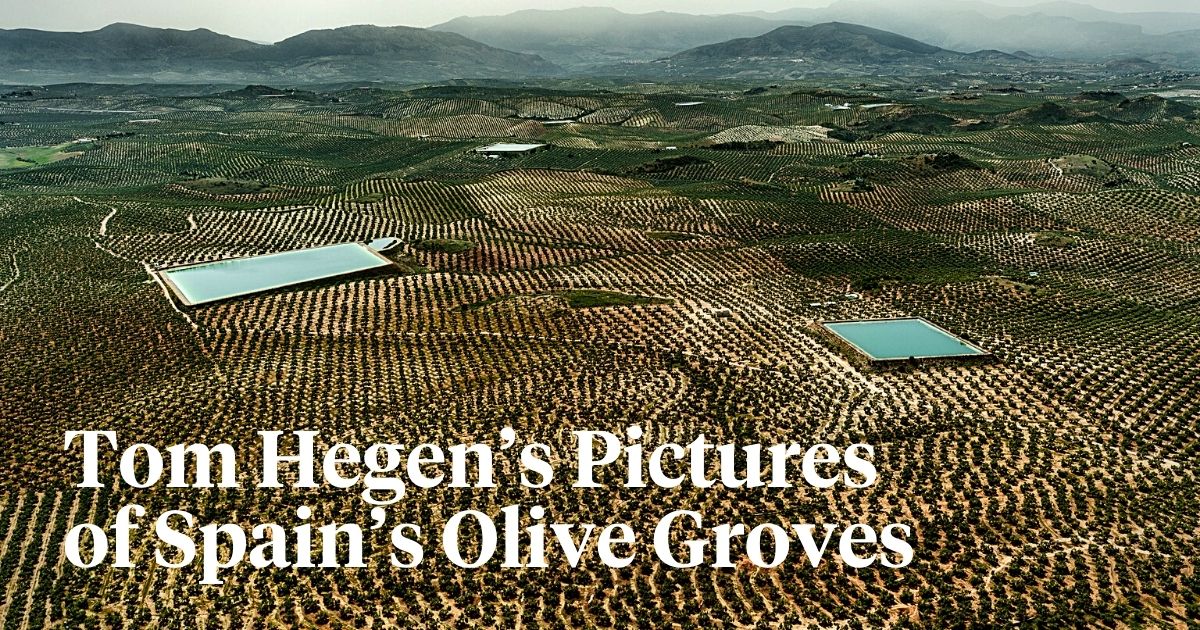 Tom Hegen captures olive groves in Spain countryside in his aerial photography