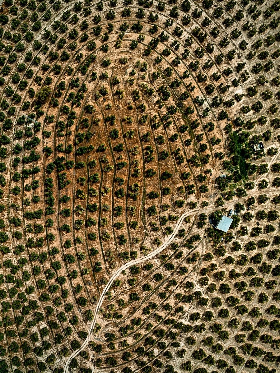 Tom Hegen photographs olive tree groves in Spain countryside