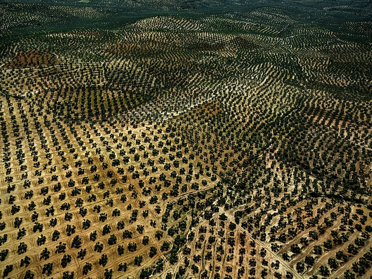 Tom Hegen photographs olive trees groves in Spanish countryside