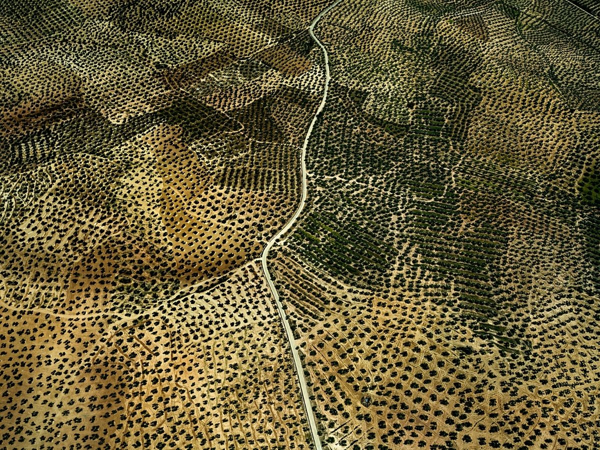 Tom Hegen captures olive trees groves in Spain country
