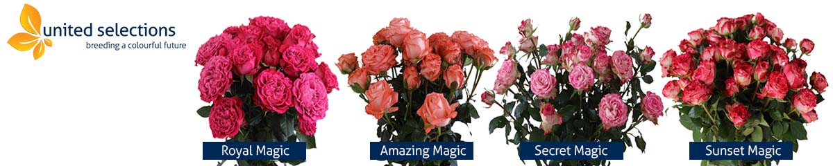 Banner Spray Rose Magical United Selections