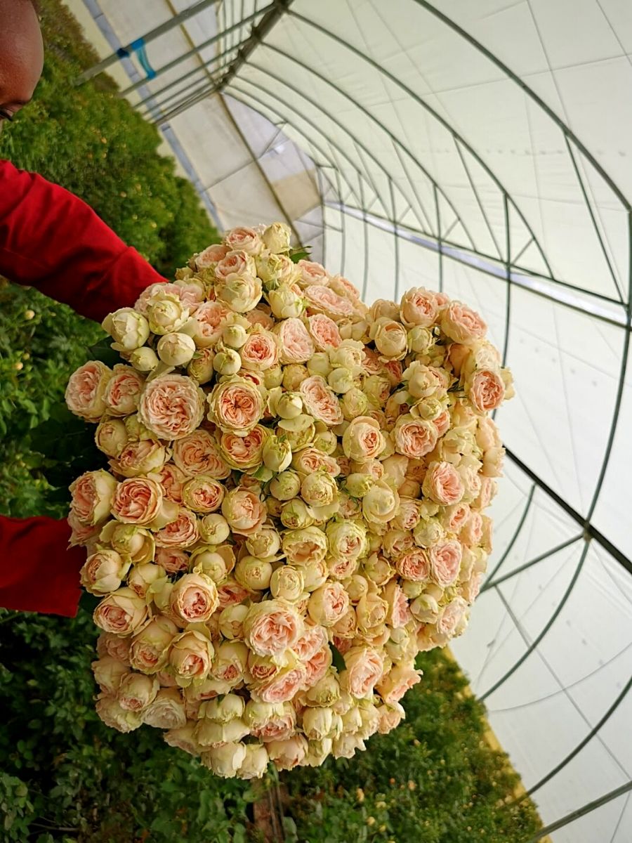 Sian Flowers roses for Mother's Day