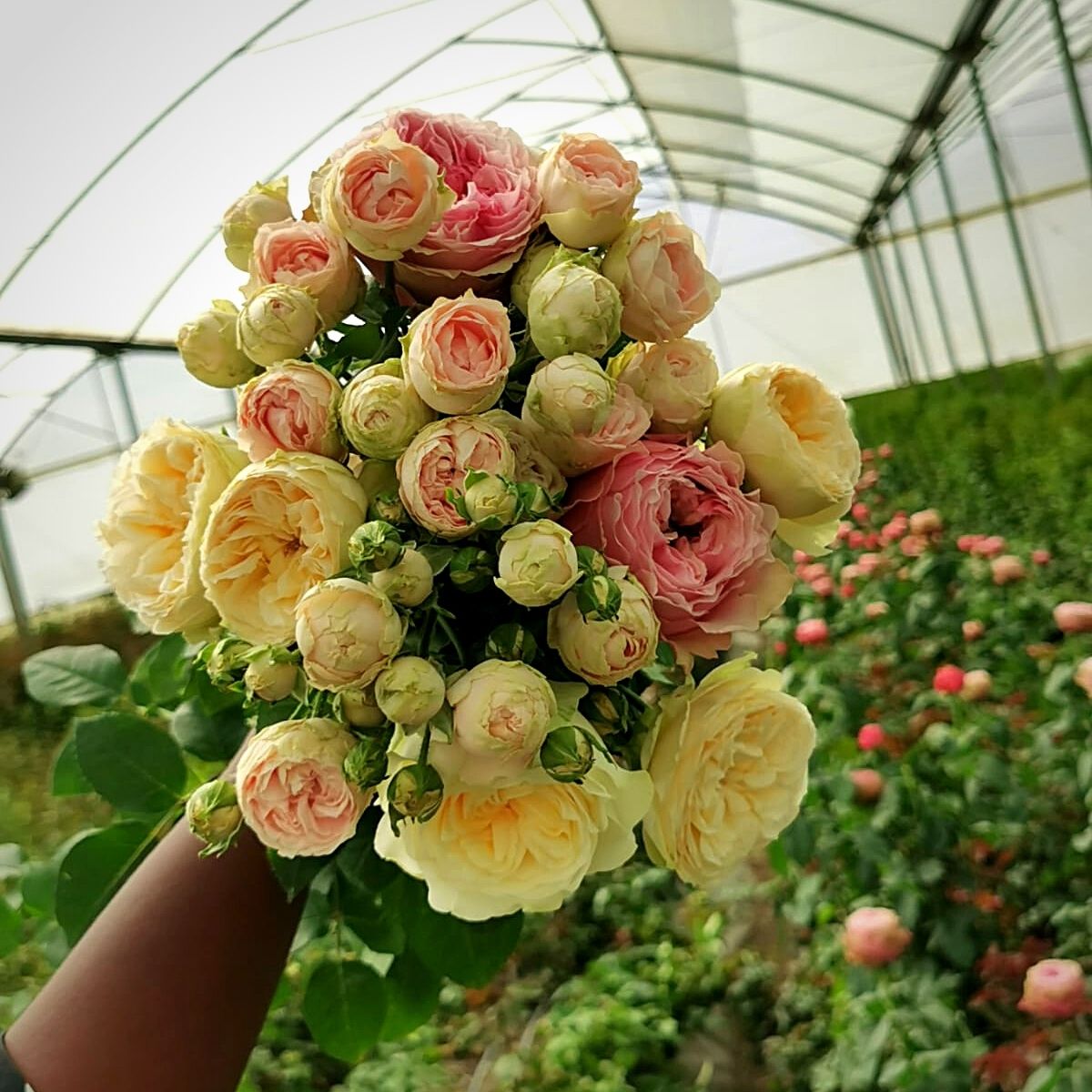 Sian Flowers pastel colored roses for Mother's Day