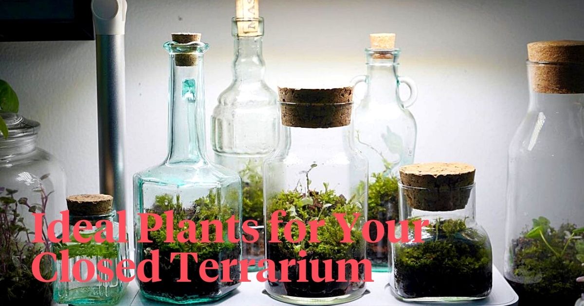 Glass Jar Terrariums header on Thursd