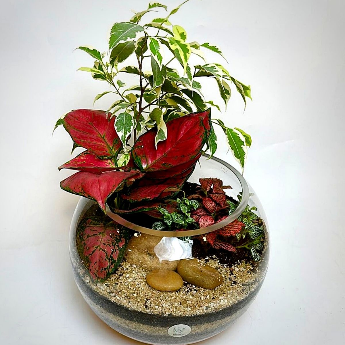 Polka dot plant terrarium