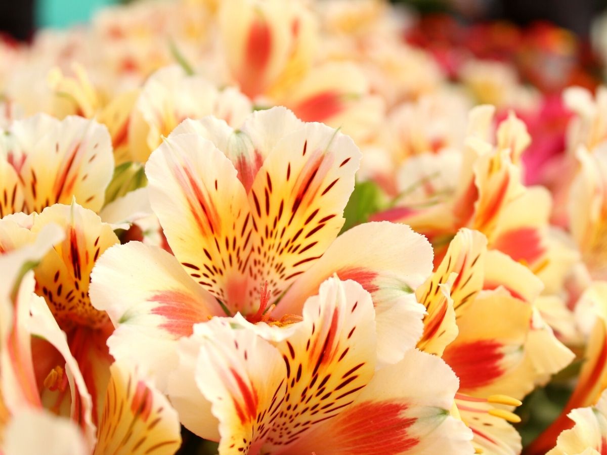 Alstroemeria care tips by Chrysal