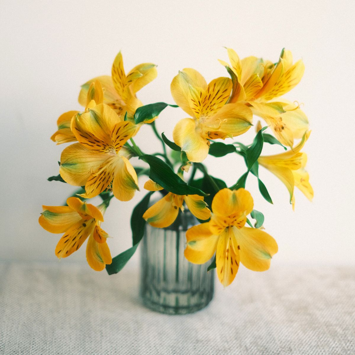 Yellow alstroemeria blooms