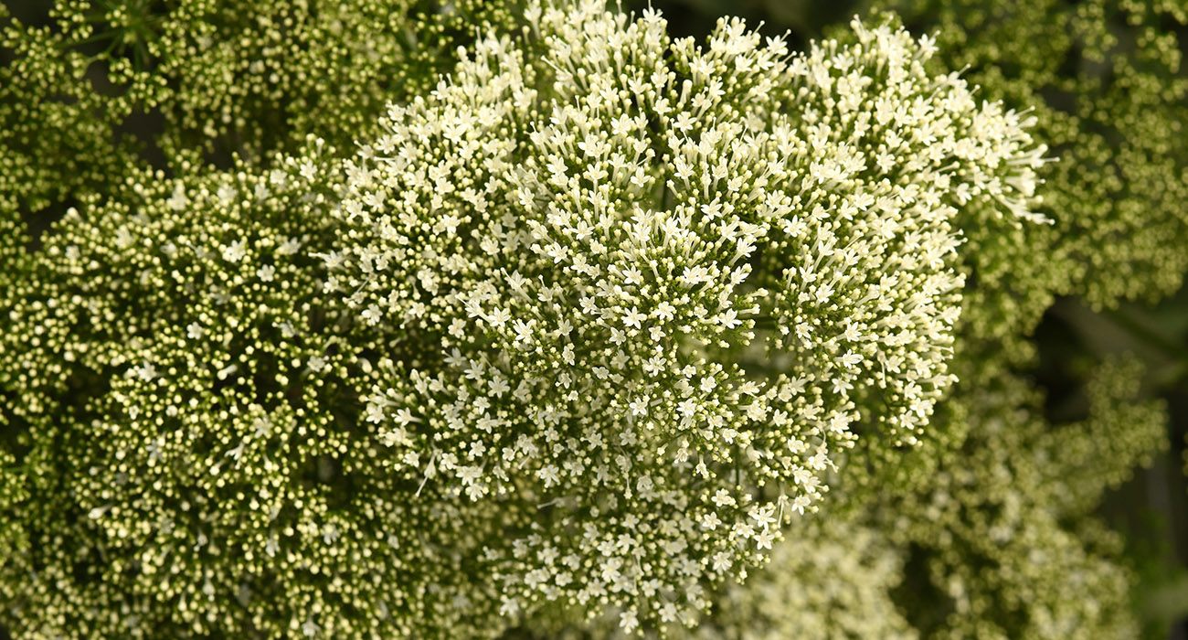 Trachelium Lake Michigan White cut flower on Thursd header