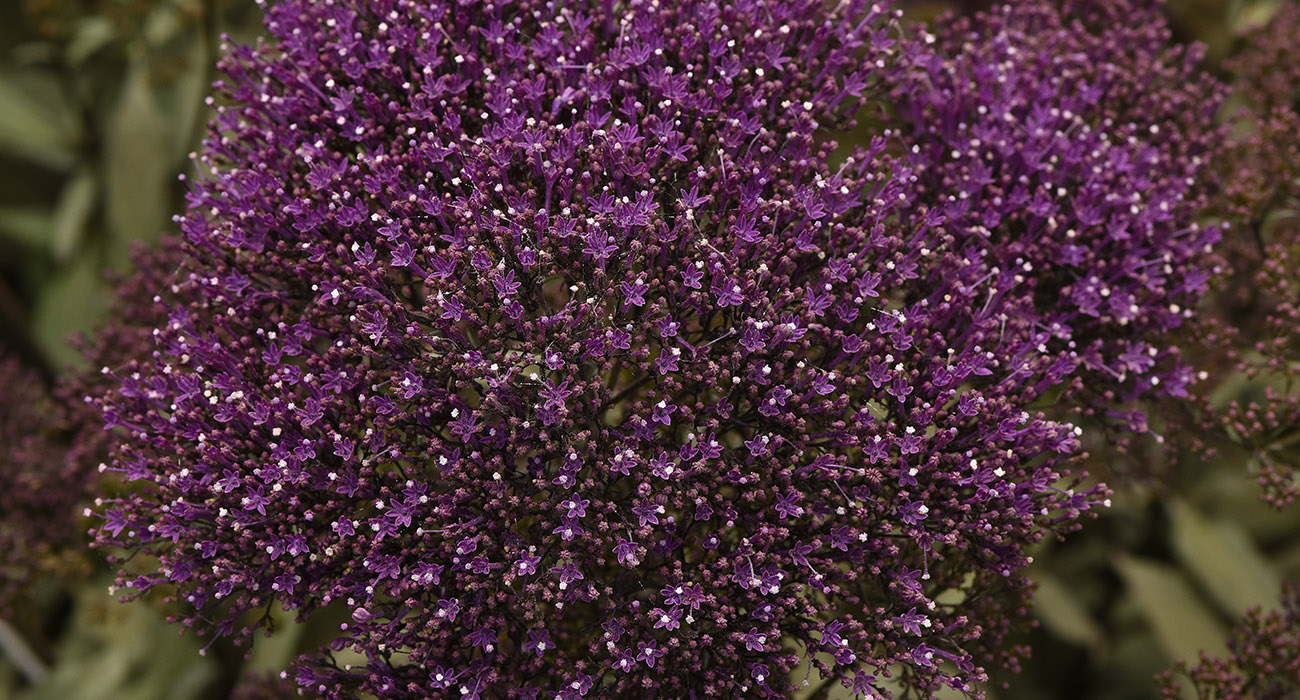 Trachelium Lake Michigan Purple cut flower on Thursd header