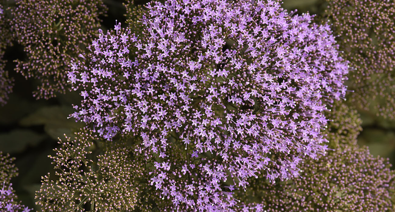 Trachelium Lake Michigan Blue cut flower on Thursd header