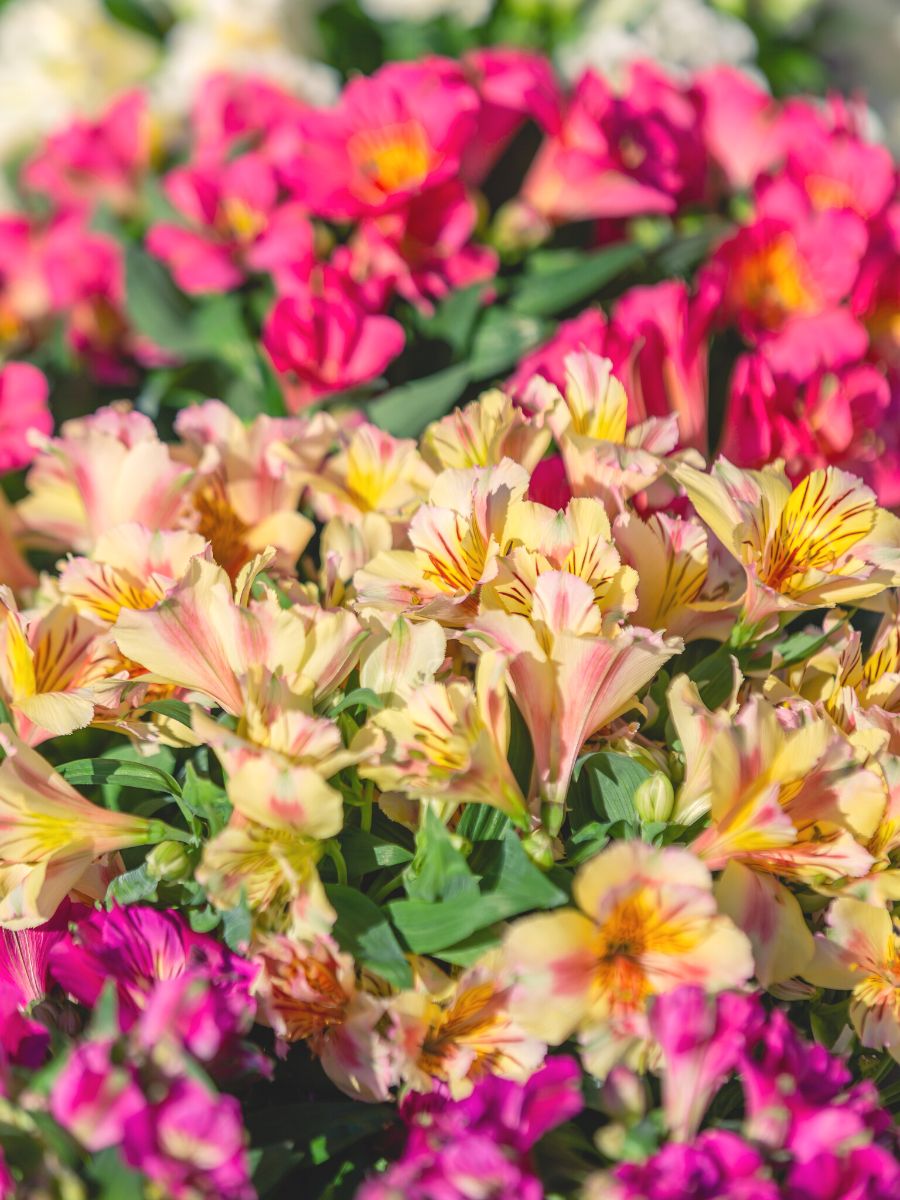 The Colorita alstroemeria series