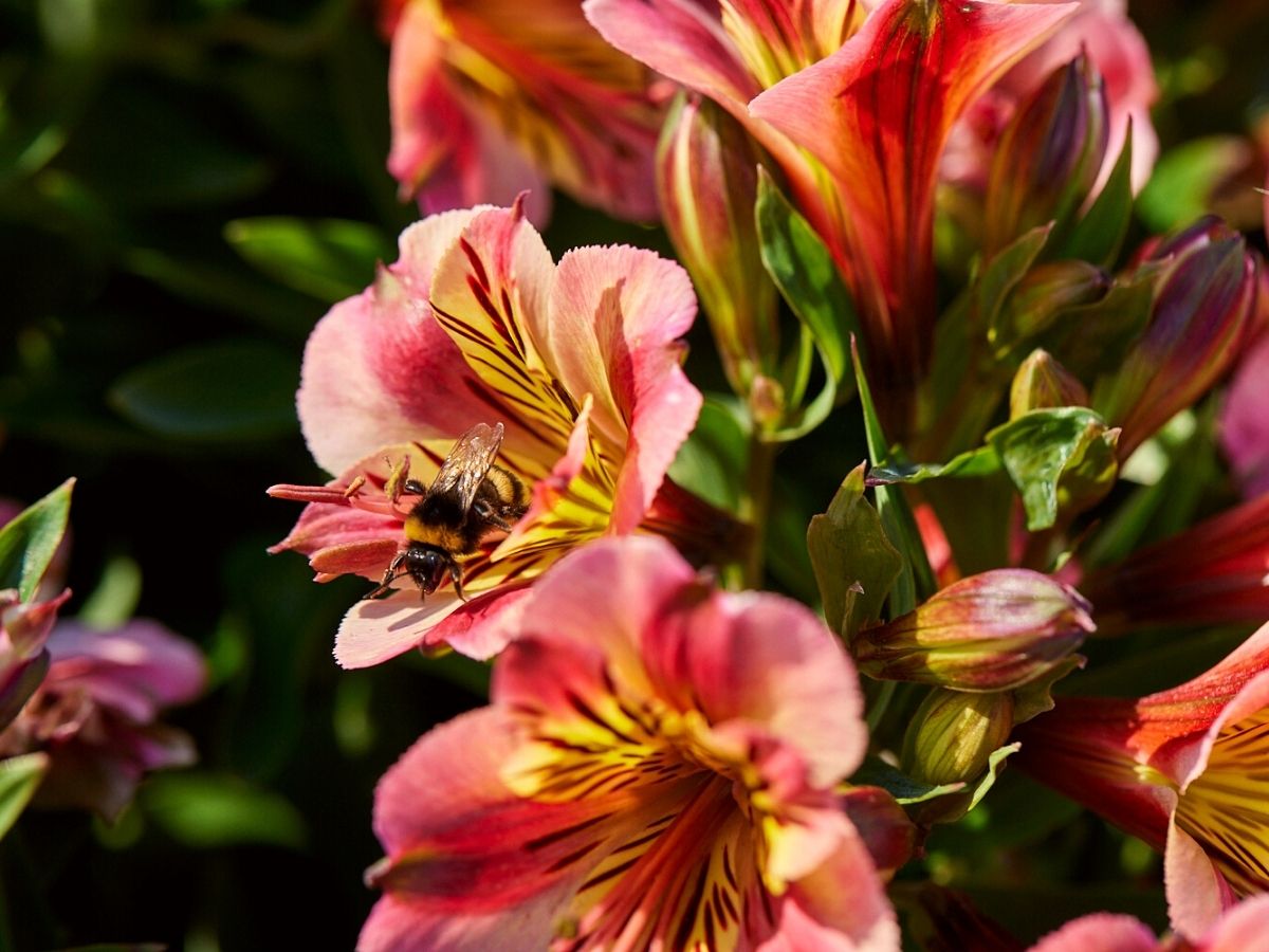 Alstroemerias blooming colorfully