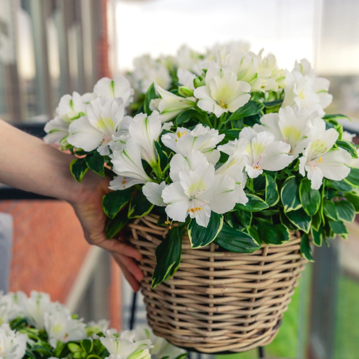 Beautiful white alstroemeria Claressa