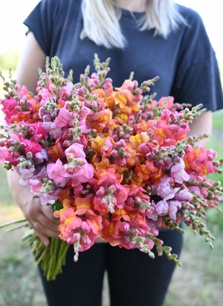 Antirrhinum Majus Bouquet