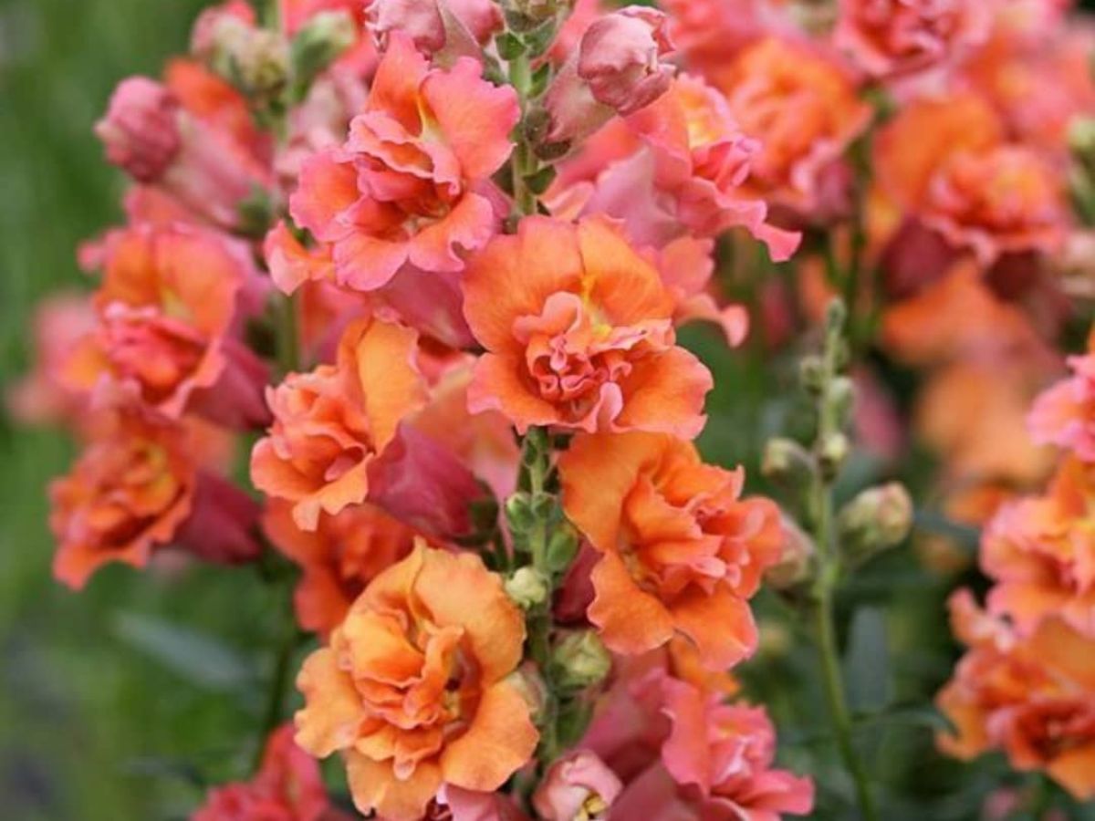 Antirrhinum Majus of Snapdragon Flower Double