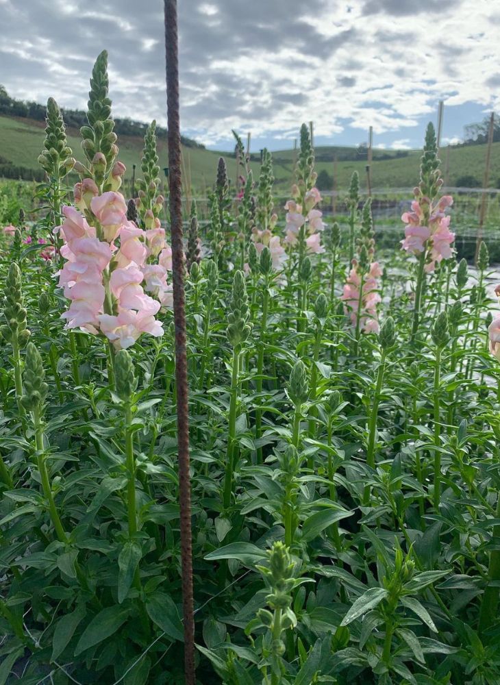 Snapdragon Flowers in the Field