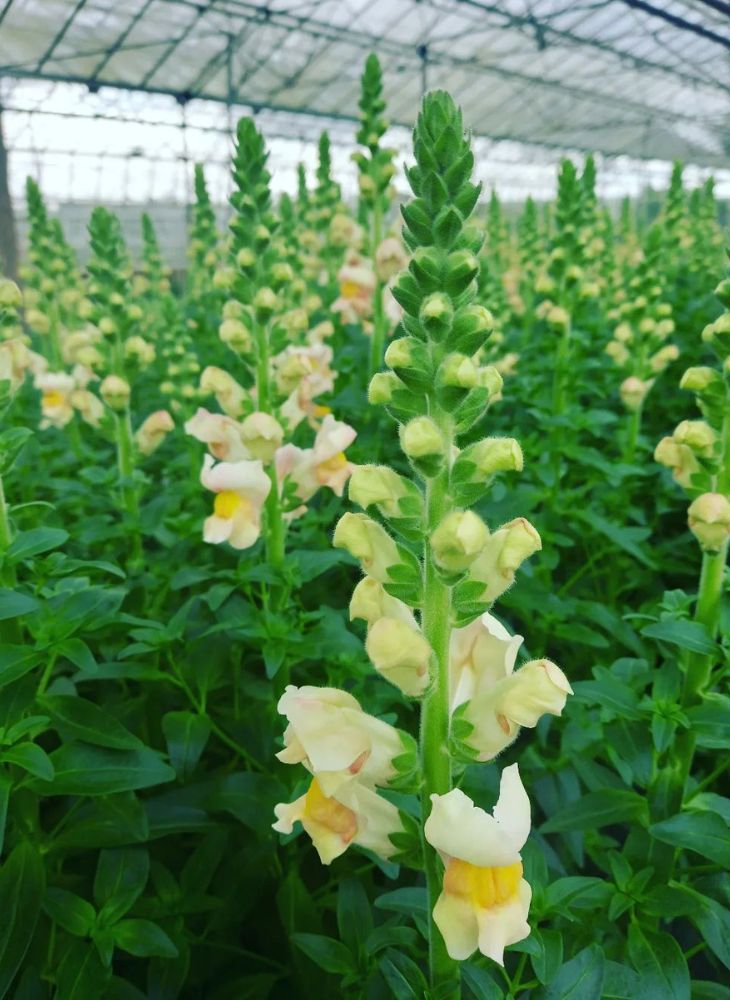 Snapdragons in the Greenhouse