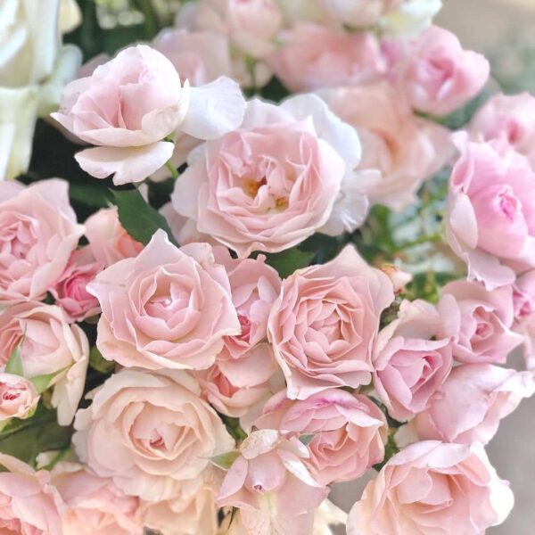 The 10 Best Scented Roses For 2021 English Miss rose