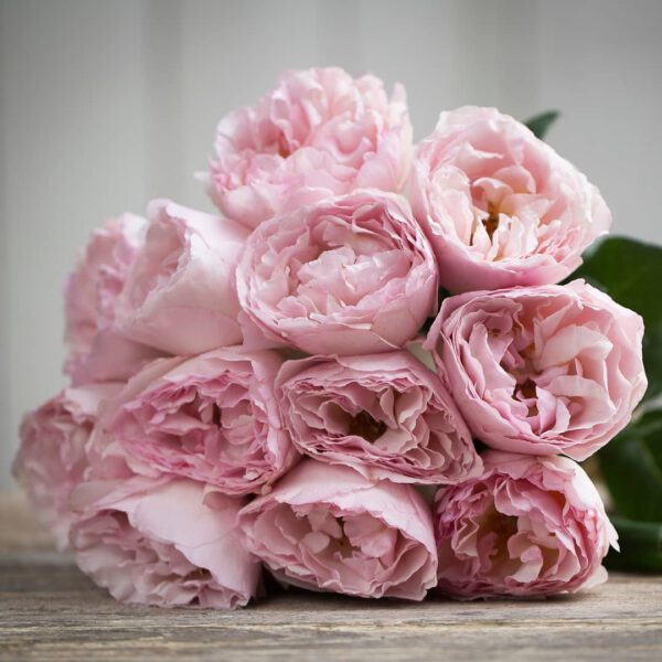 The 10 Best Scented Roses For 2021 Princesse Charlene de Monaco Rose