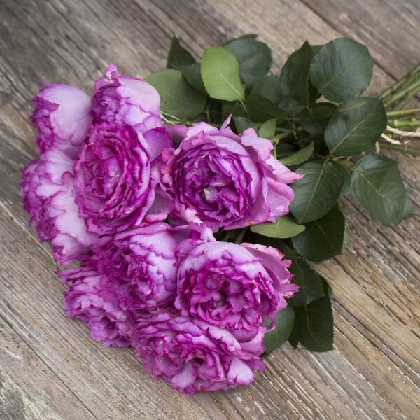 The 10 Best Scented Roses for 2021