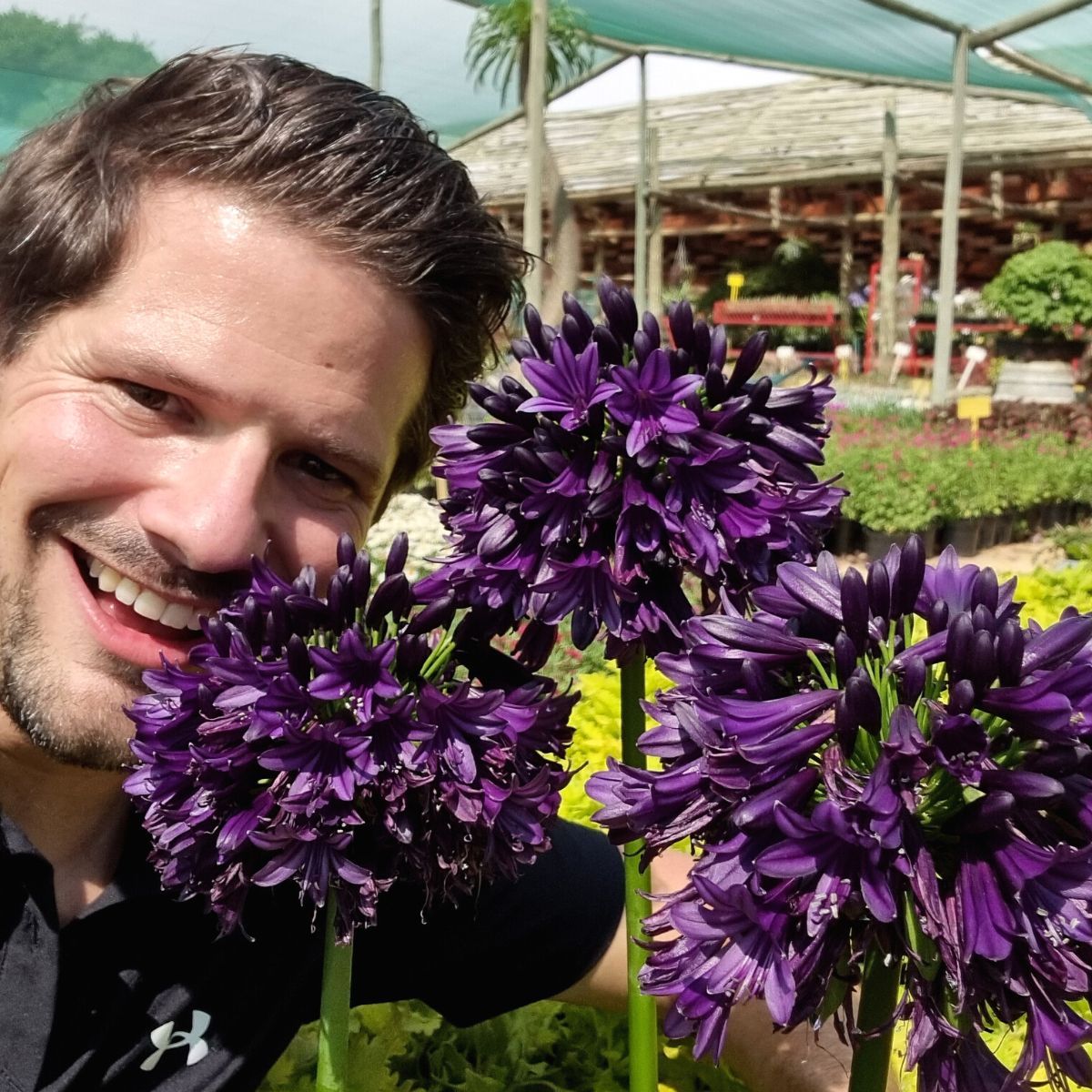 Agapanthus Black Jack shortlisted novelty for Chelsea