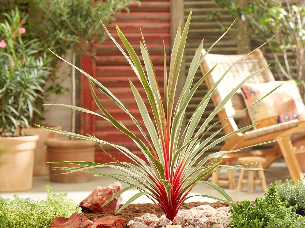 Cordyline Magic Star will be seen at Chelsea Flower Show