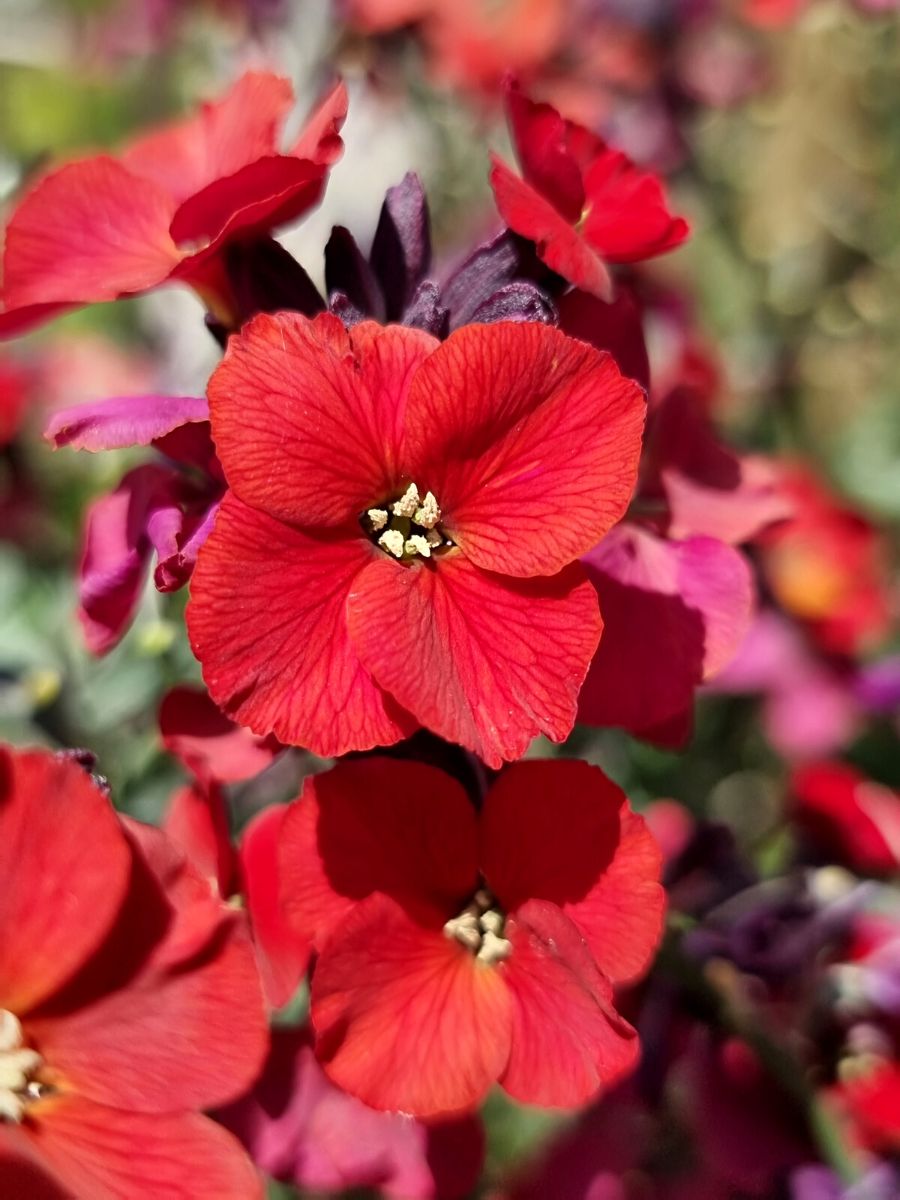 Erysimum Colour Vibe Red