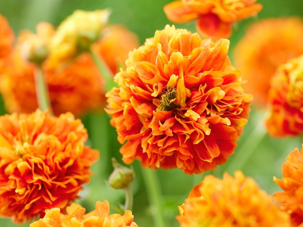 Geum Orange Pumpkin