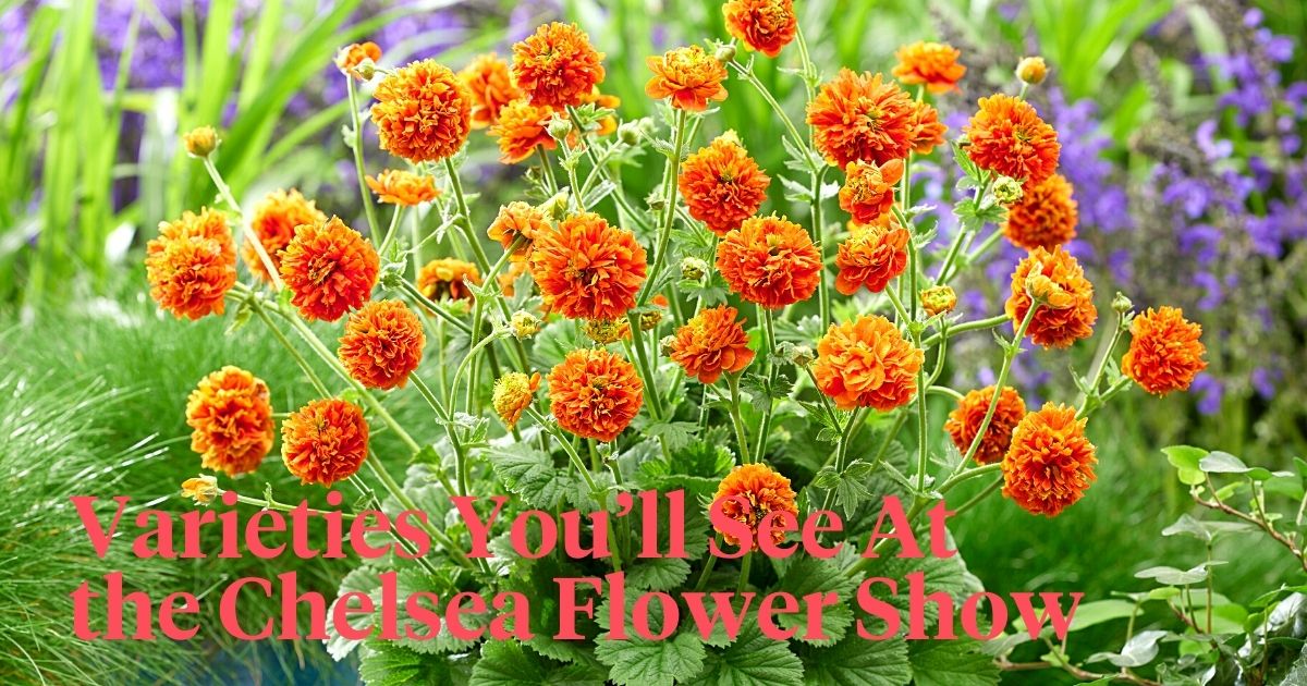 Varieties youll see at the chelsea flower show header