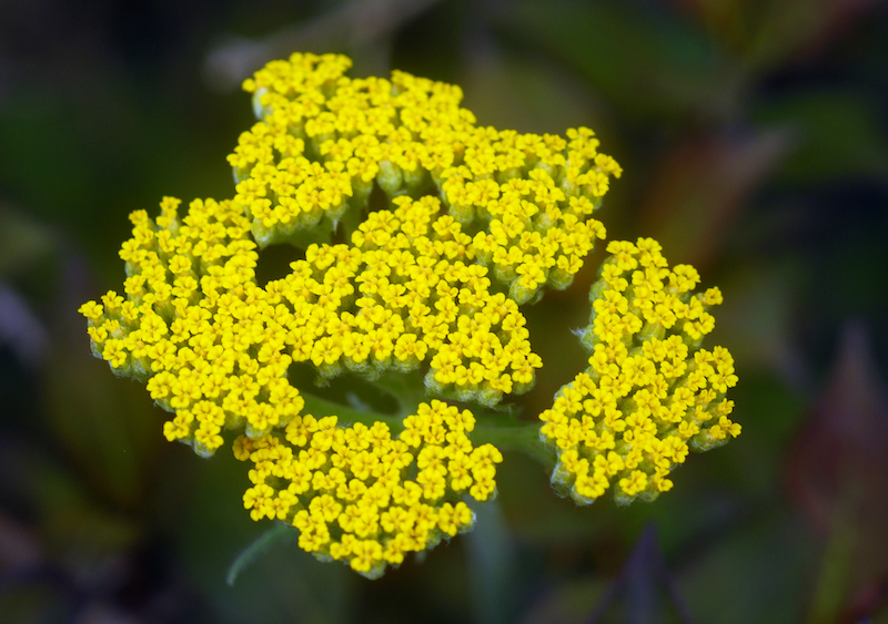 Low-Maintenance Perennials For the Lazy Gardener Yellow Yarrow Achilleaon Thursd