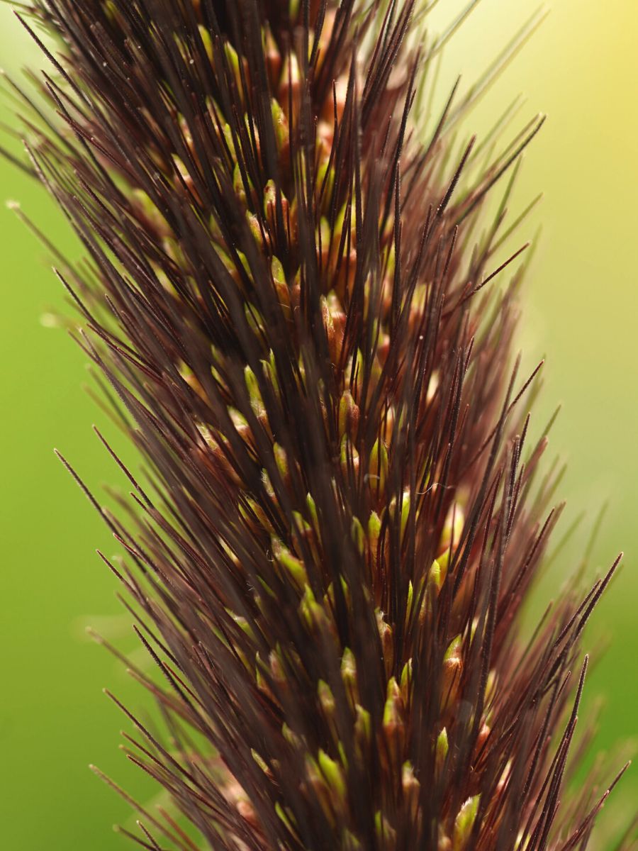 Pennisetum plant by decorum