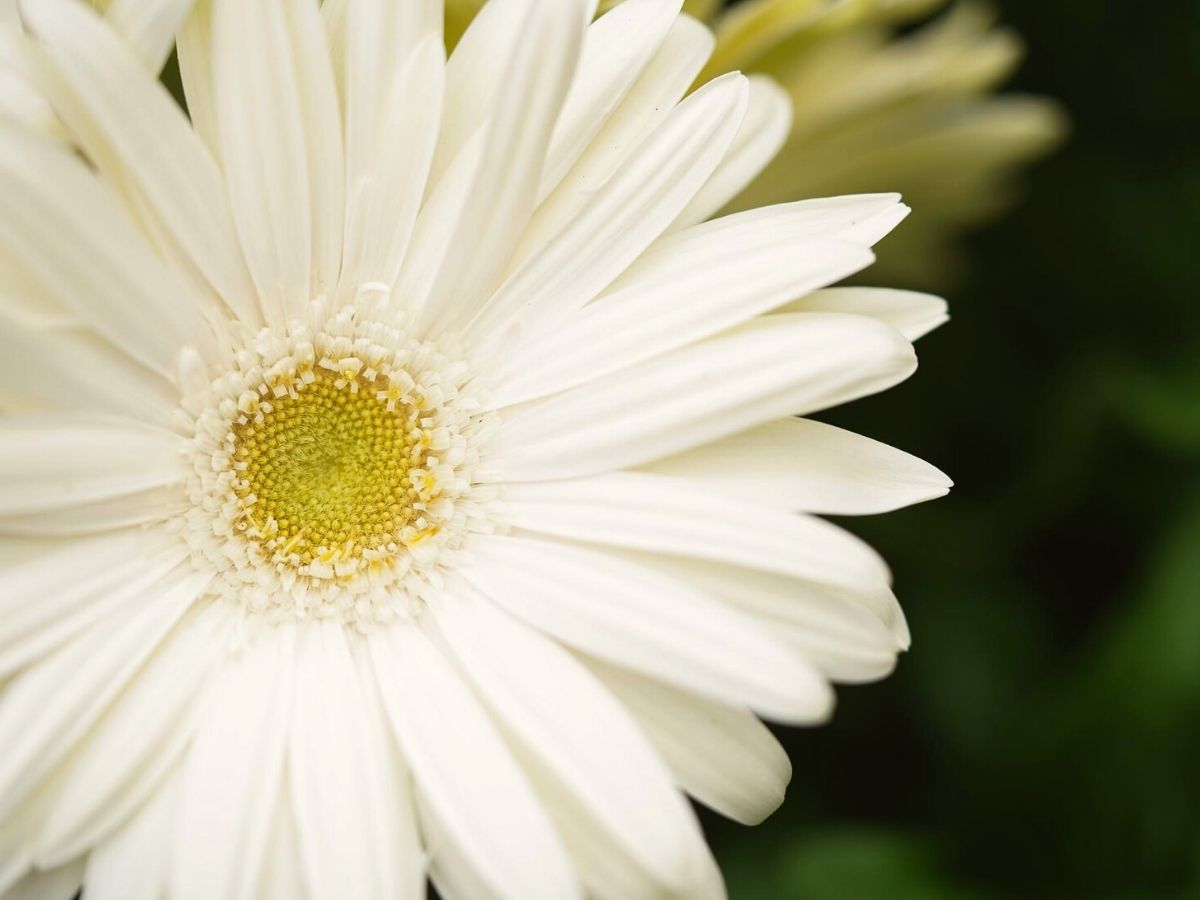 Gerberas by Villa Gerbera