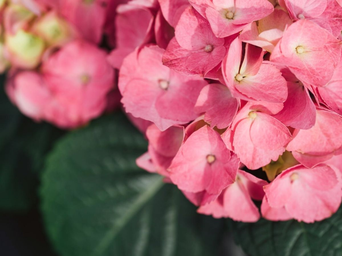 Spring pink hydrangeas