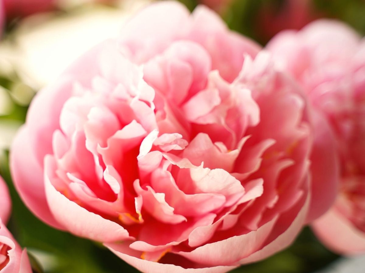 Peonies are the perfect spring flower