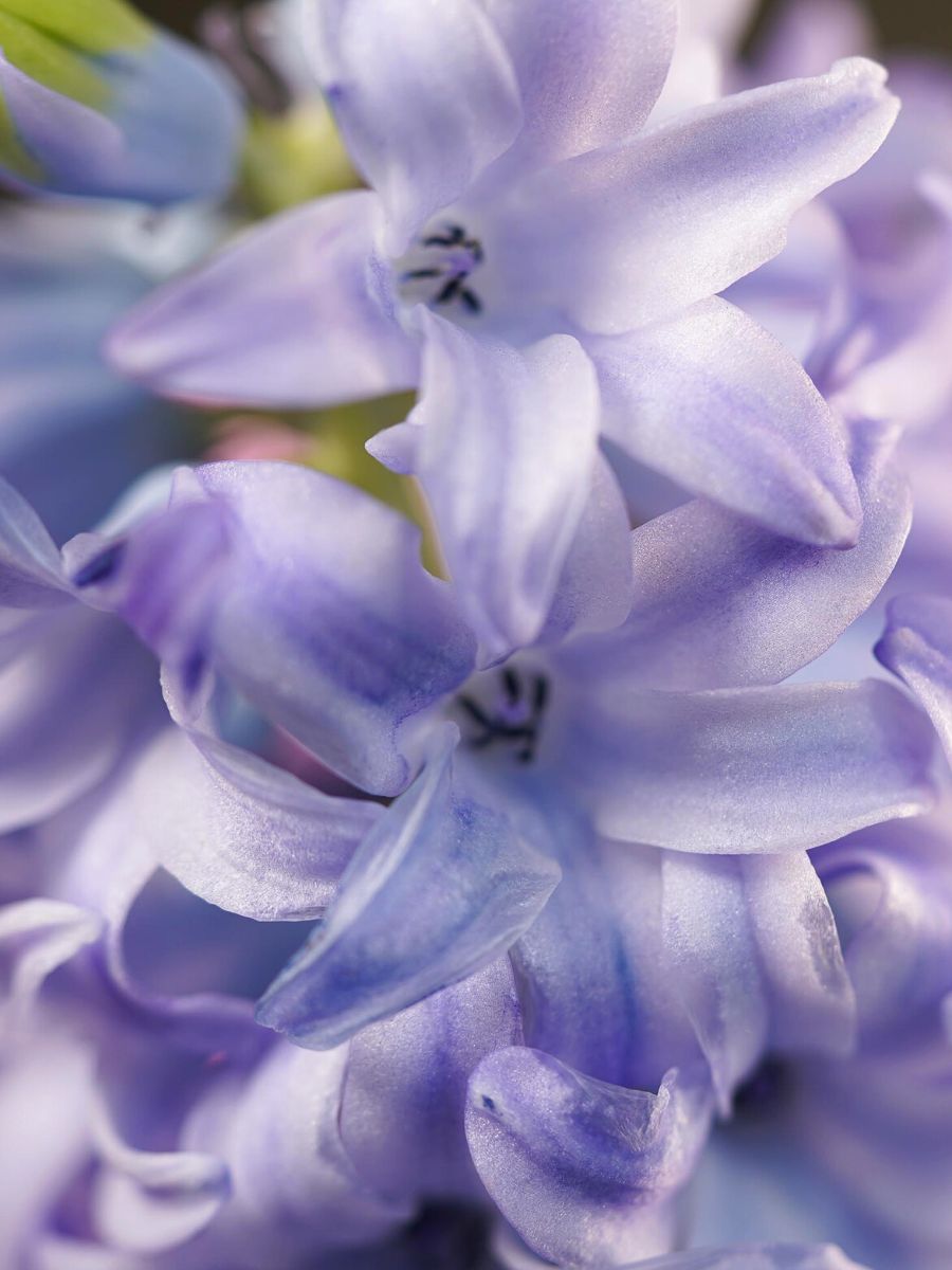 Lavender color hyacinths