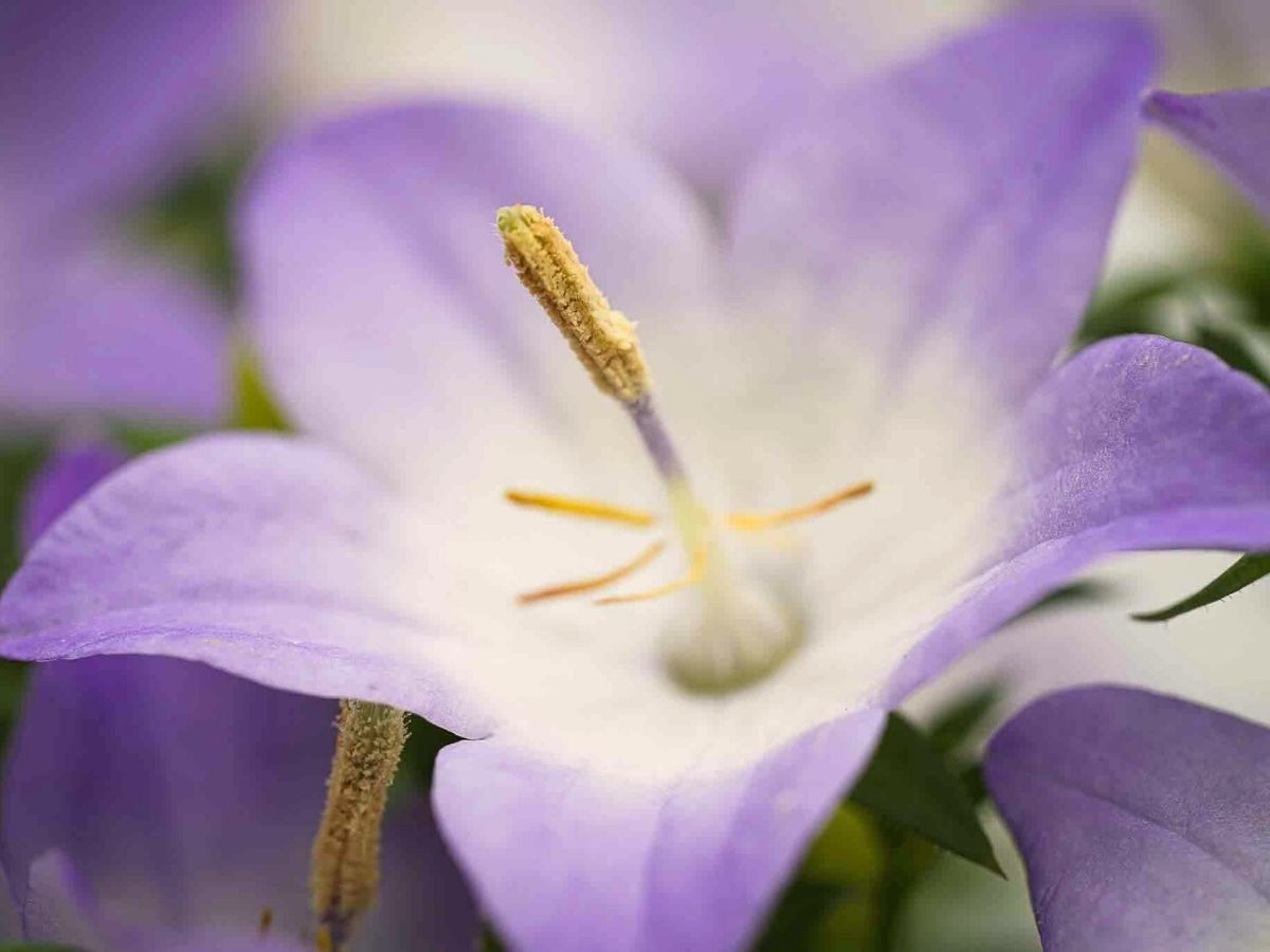 Meet the campanula flower