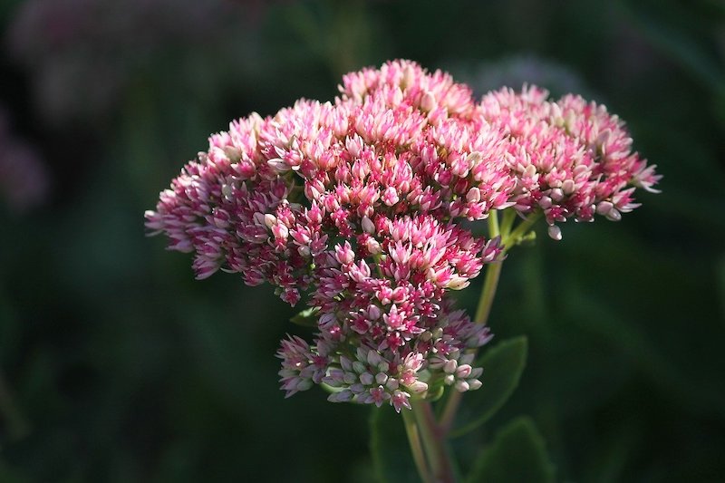 Perennials For the Lazy Gardener Sedum on Thursd