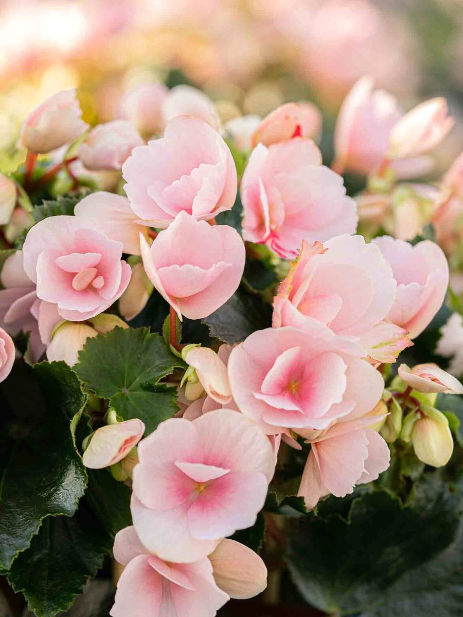 Colorful pink betulias make great outdoor plants